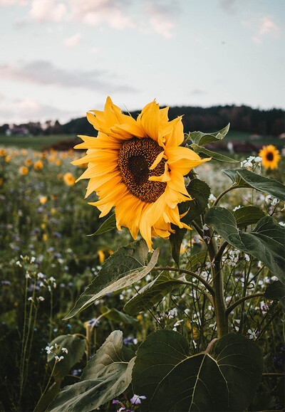 Nature105_670x970-1